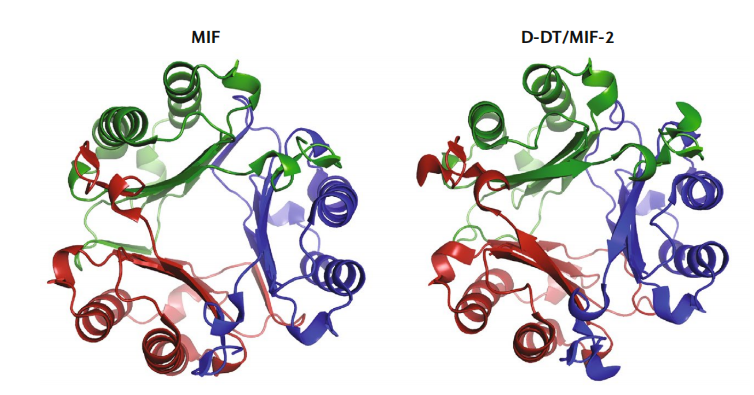 Macrophage migration inhibitor MIF
