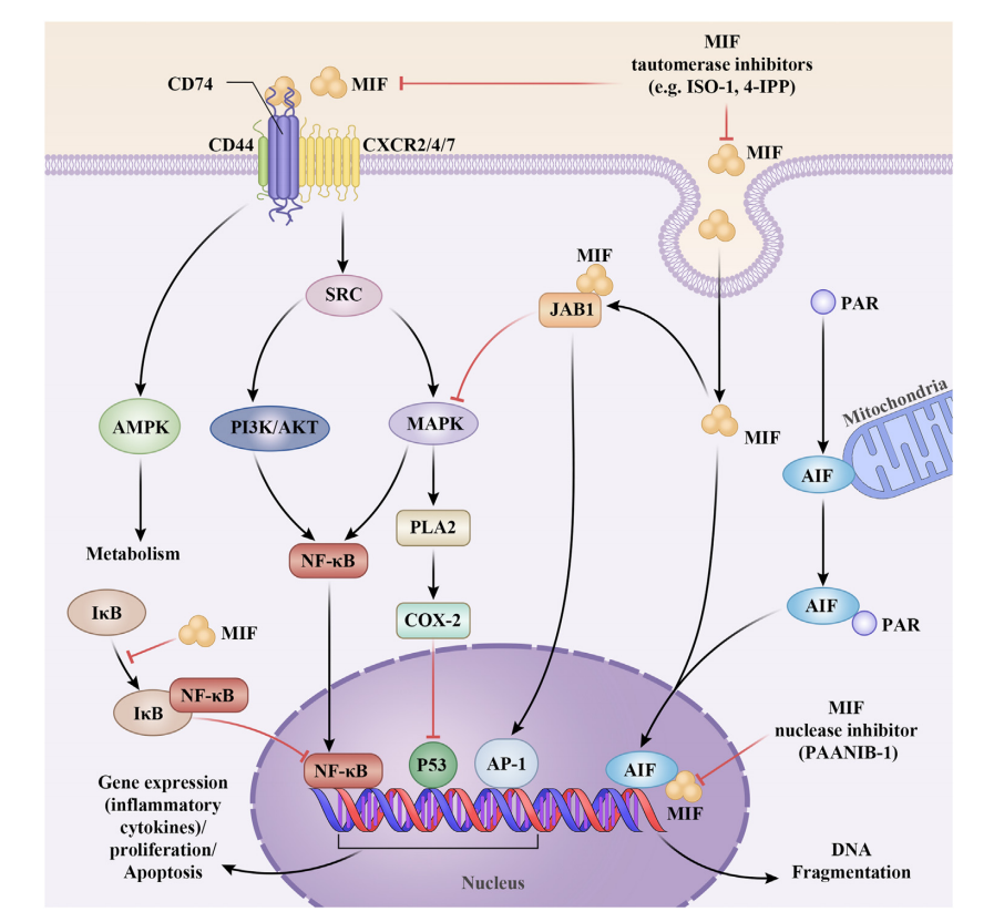 Macrophage migration inhibitor MIF