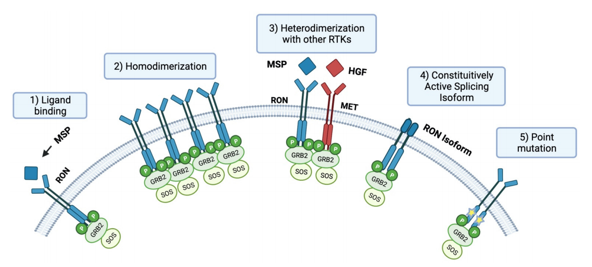 Macrophage stimulating protein receptor MST1R