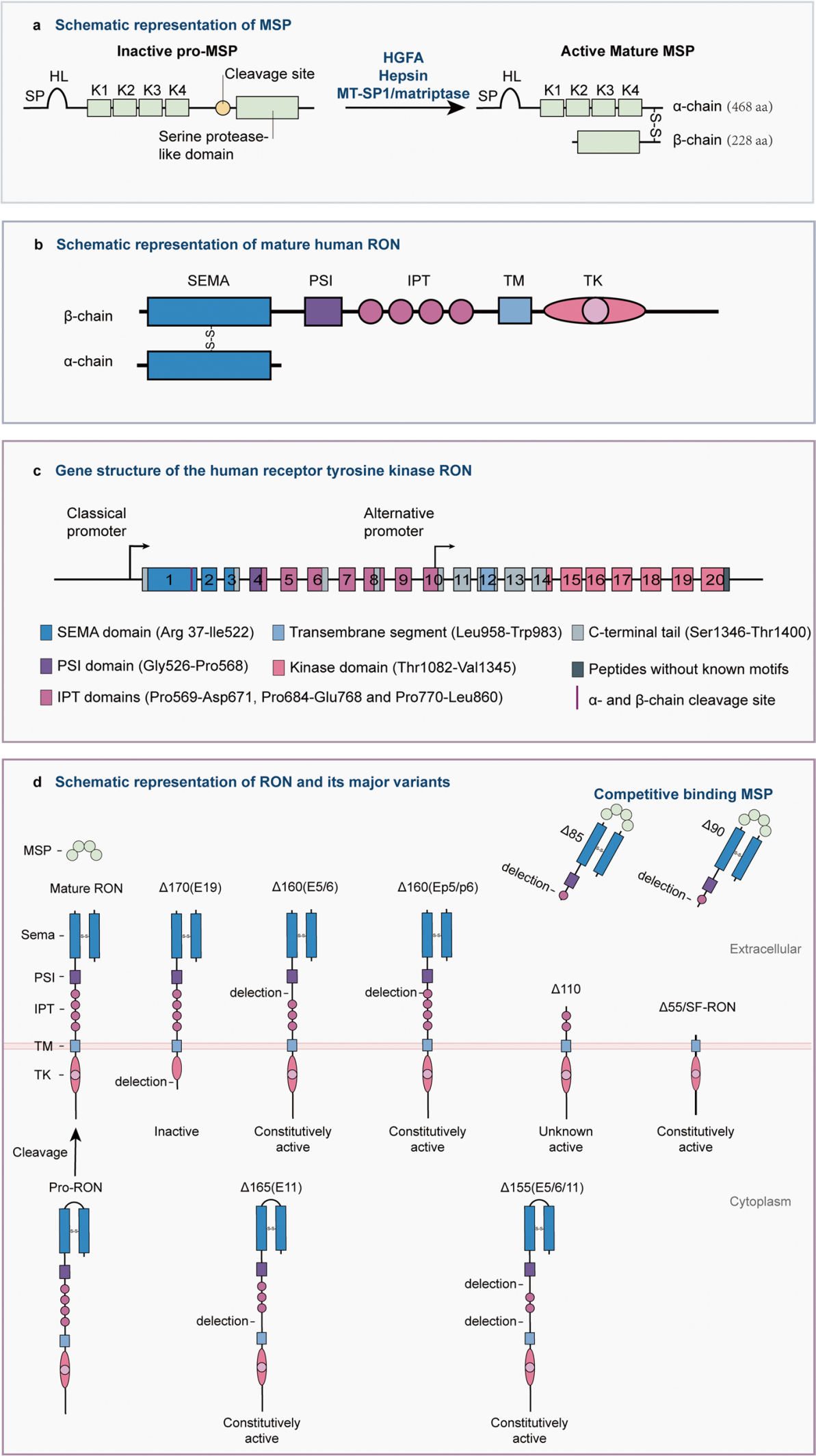 Macrophage stimulating protein receptor MST1R