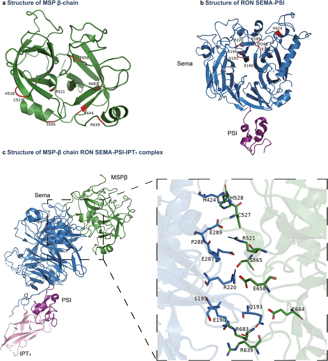 Macrophage stimulating protein receptor MST1R