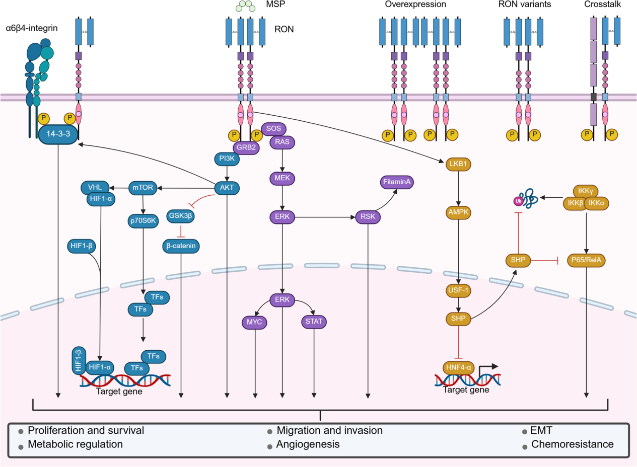 Macrophage stimulating protein receptor MST1R