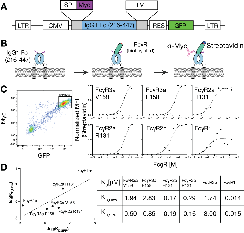 Mapping affinity and allostery in human IgG antibody Fc region-Fcγ receptor interactions