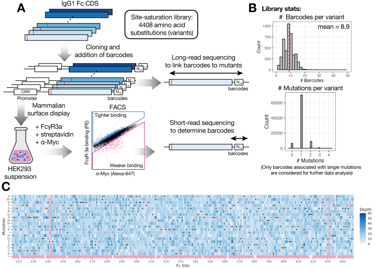 Mapping affinity and allostery in human IgG antibody Fc region-Fcγ receptor interactions