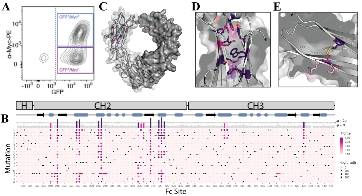 Mapping affinity and allostery in human IgG antibody Fc region-Fcγ receptor interactions