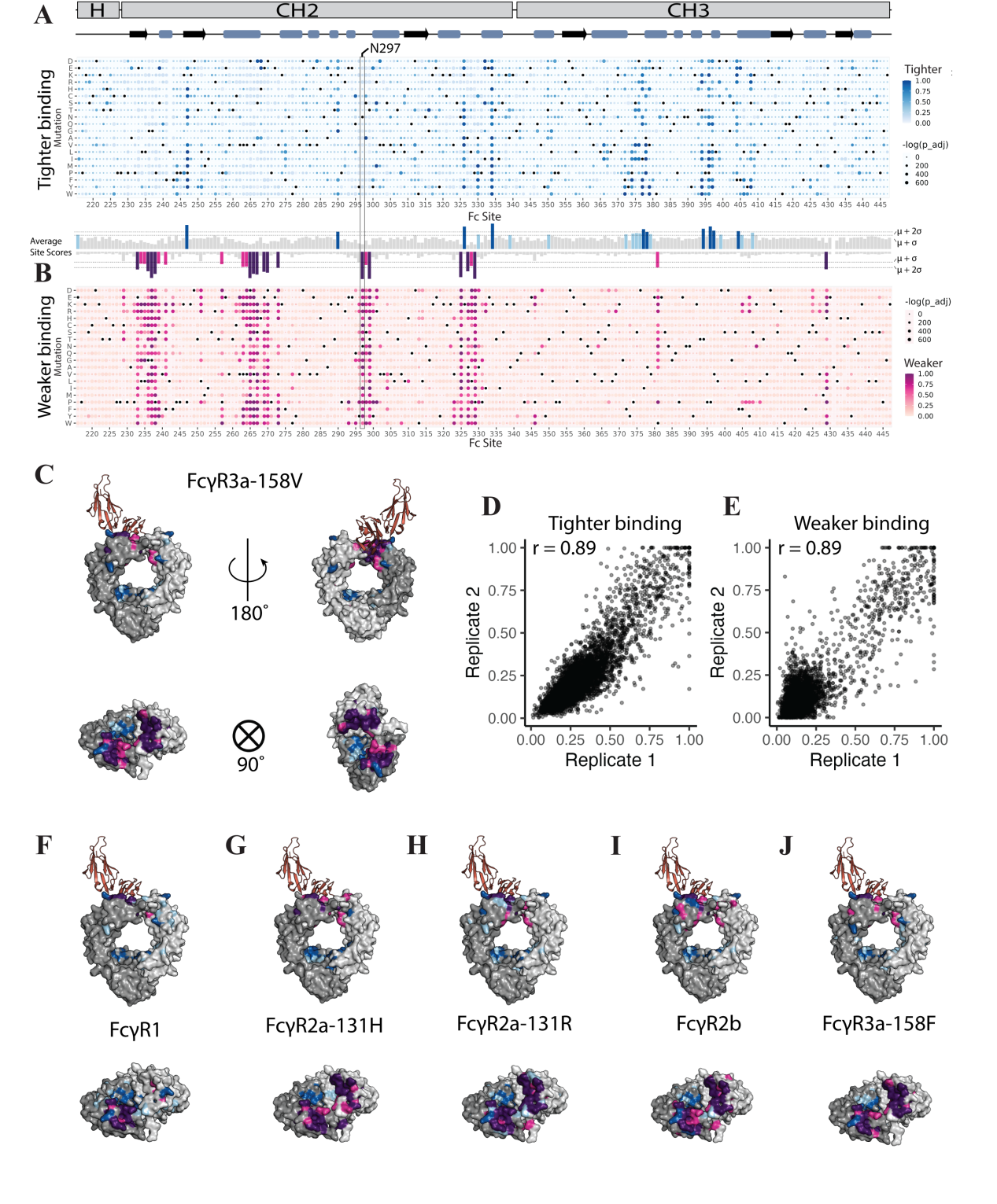 Mapping affinity and allostery in human IgG antibody Fc region-Fcγ receptor interactions