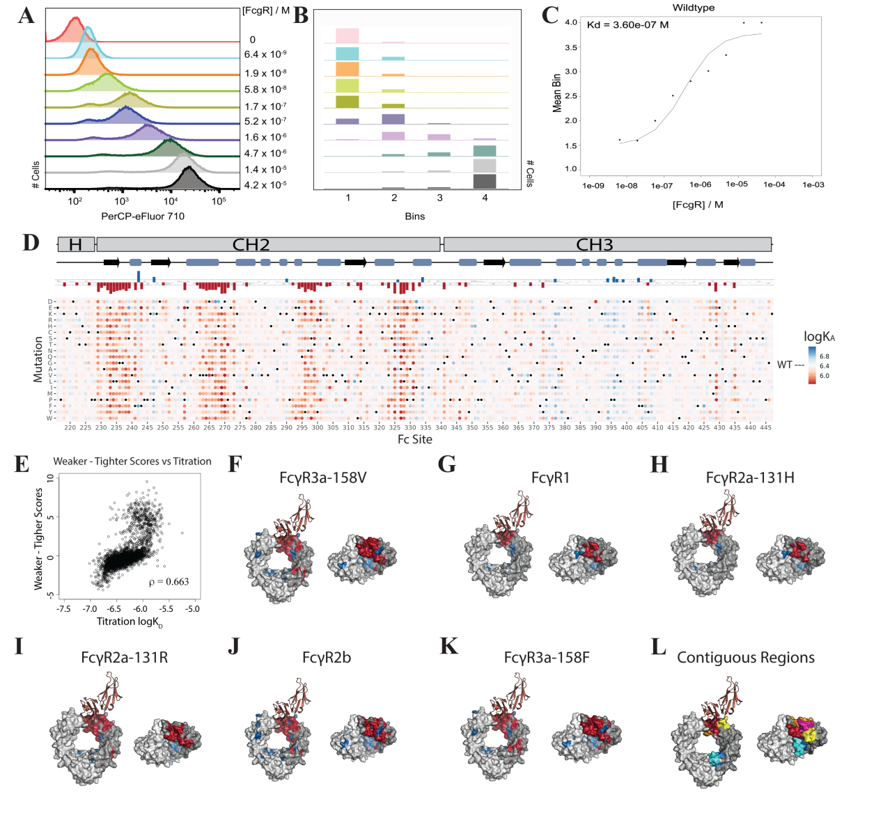 Mapping affinity and allostery in human IgG antibody Fc region-Fcγ receptor interactions