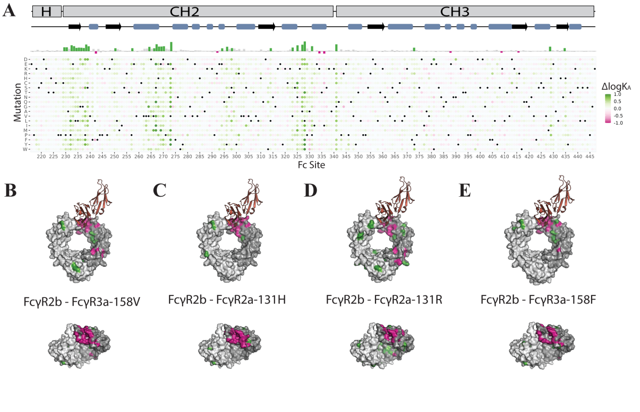 Mapping affinity and allostery in human IgG antibody Fc region-Fcγ receptor interactions