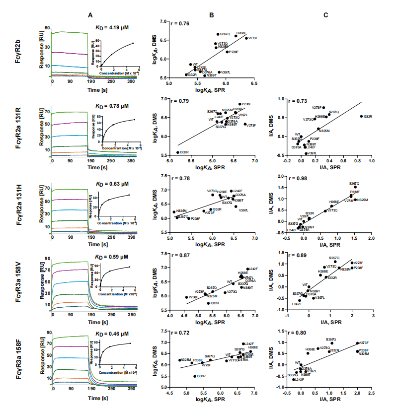 Mapping affinity and allostery in human IgG antibody Fc region-Fcγ receptor interactions
