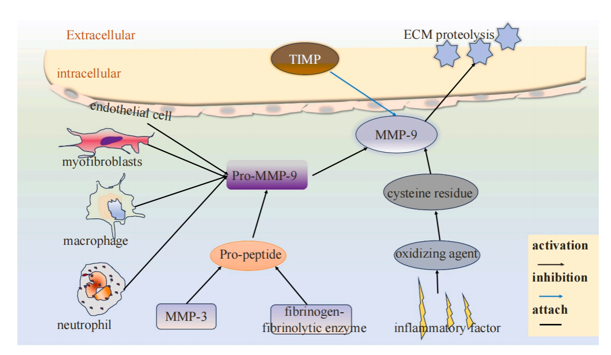 Matrix metalloproteinase MMP9