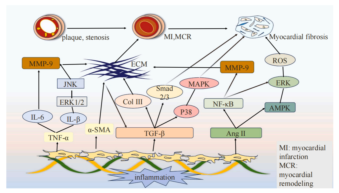 Matrix metalloproteinase MMP9