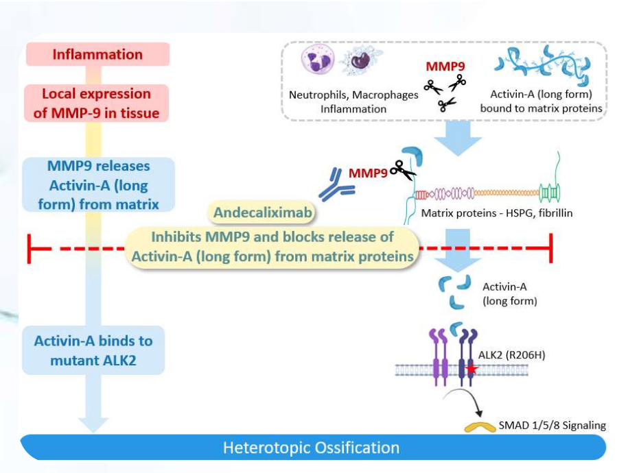Matrix metalloproteinase MMP9