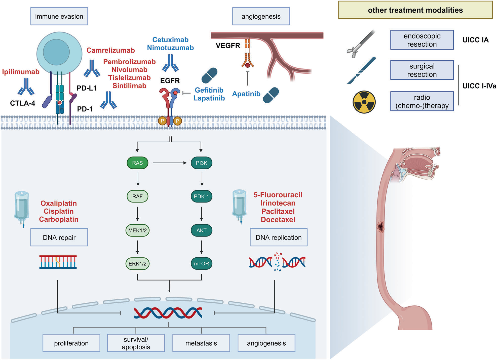 Mechanisms treatment and management of tumors of the digestive system