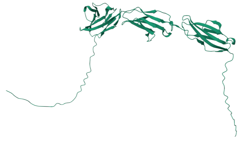 Multifunctional cell adhesion and signaling molecule CEACAM6