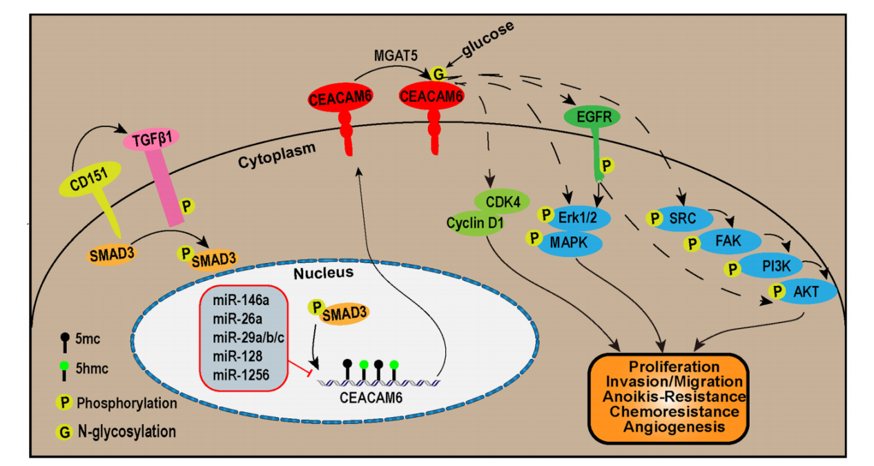 Multifunctional cell adhesion and signaling molecule CEACAM6