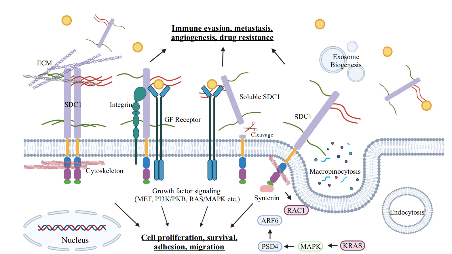 Multiple myeloma treatment target CD138