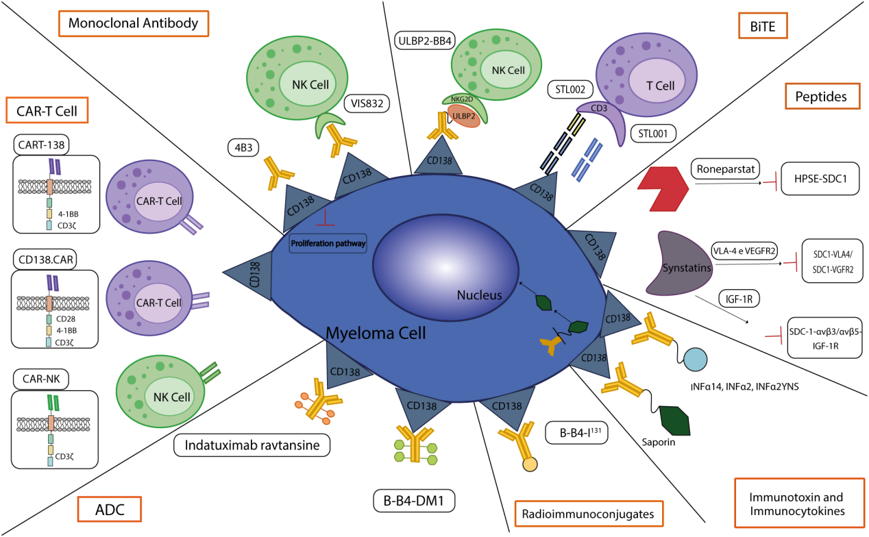 Multiple myeloma treatment target CD138