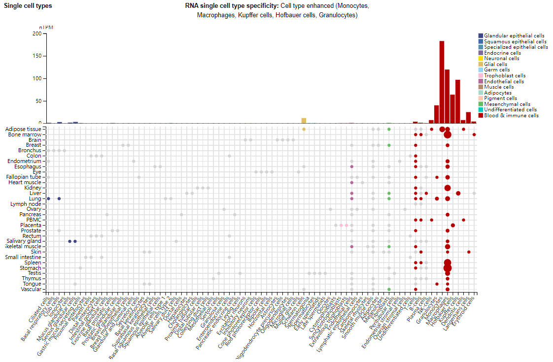 Myeloid inhibitory C-type lectin receptor CLEC12A