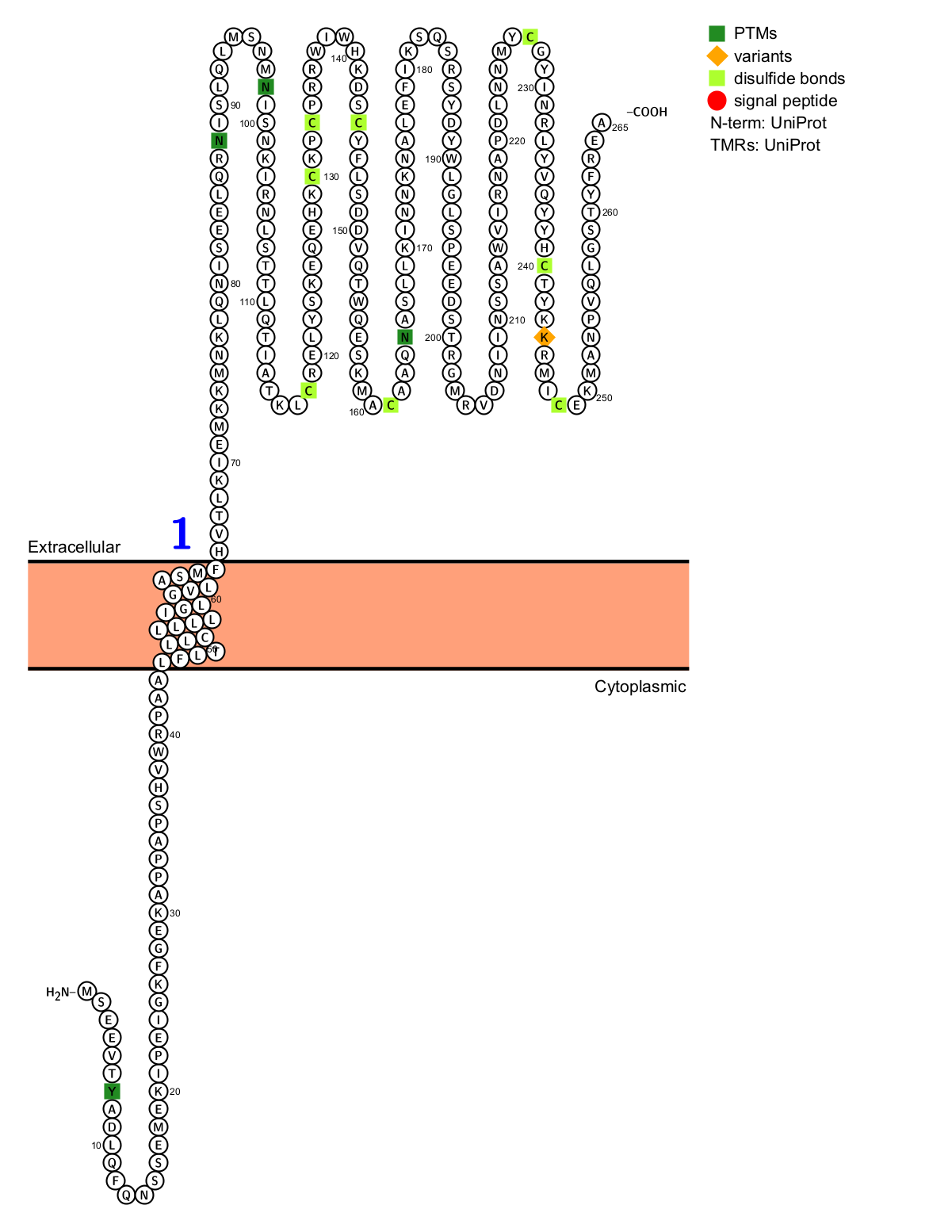 Myeloid inhibitory C-type lectin receptor CLEC12A