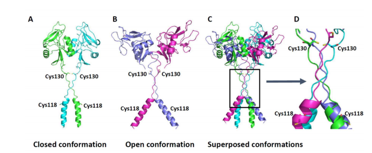 Myeloid inhibitory C-type lectin receptor CLEC12A