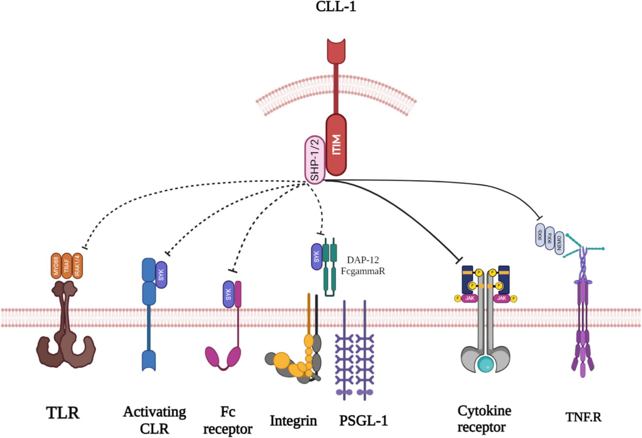 Myeloid inhibitory C-type lectin receptor CLEC12A