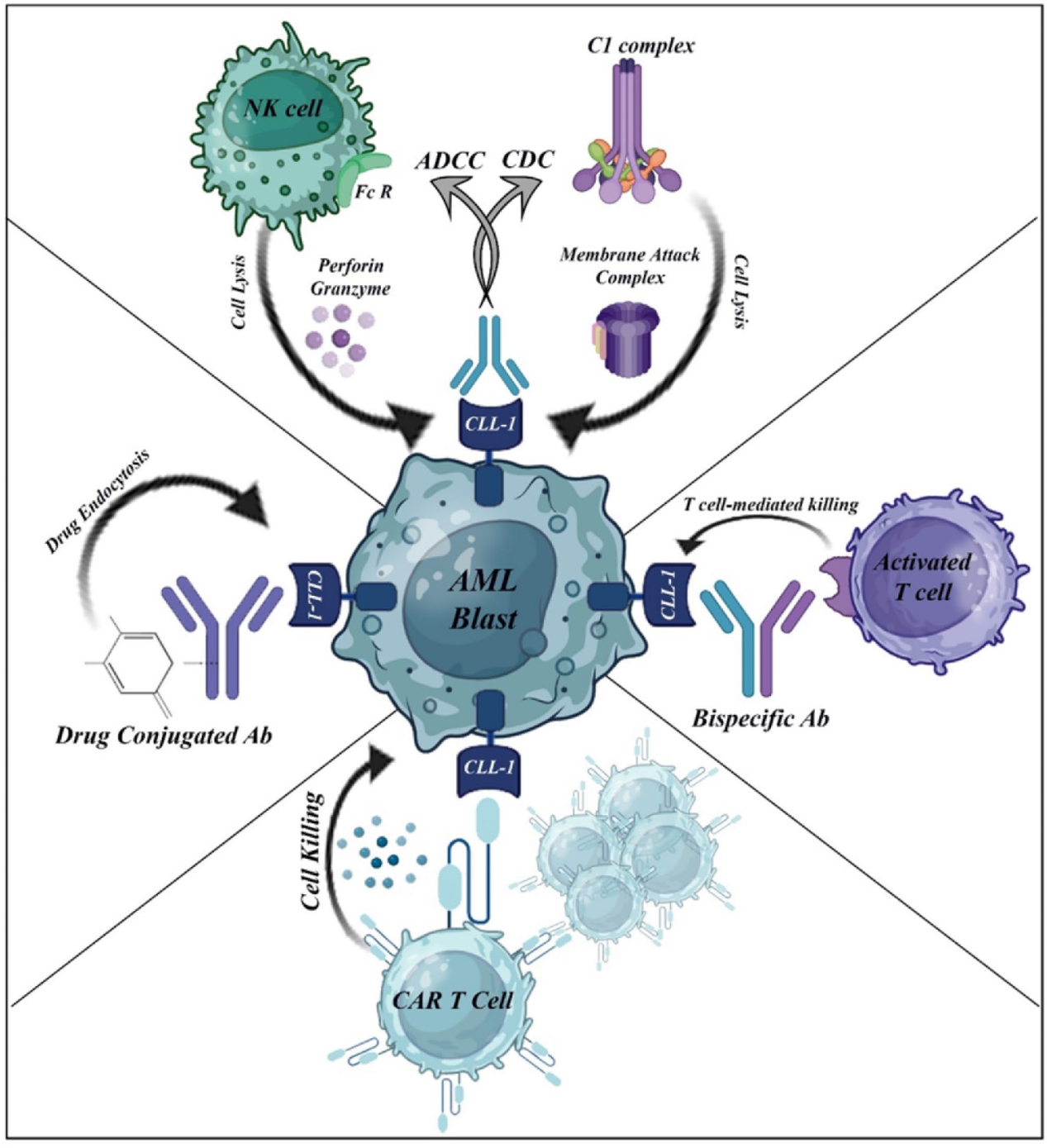 Myeloid inhibitory C-type lectin receptor CLEC12A