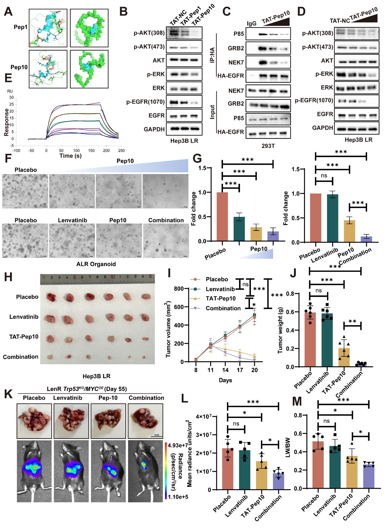 NEK7 phosphorylation of EGFR drives the mechanism of drug resistance in hepatocellular carcinoma