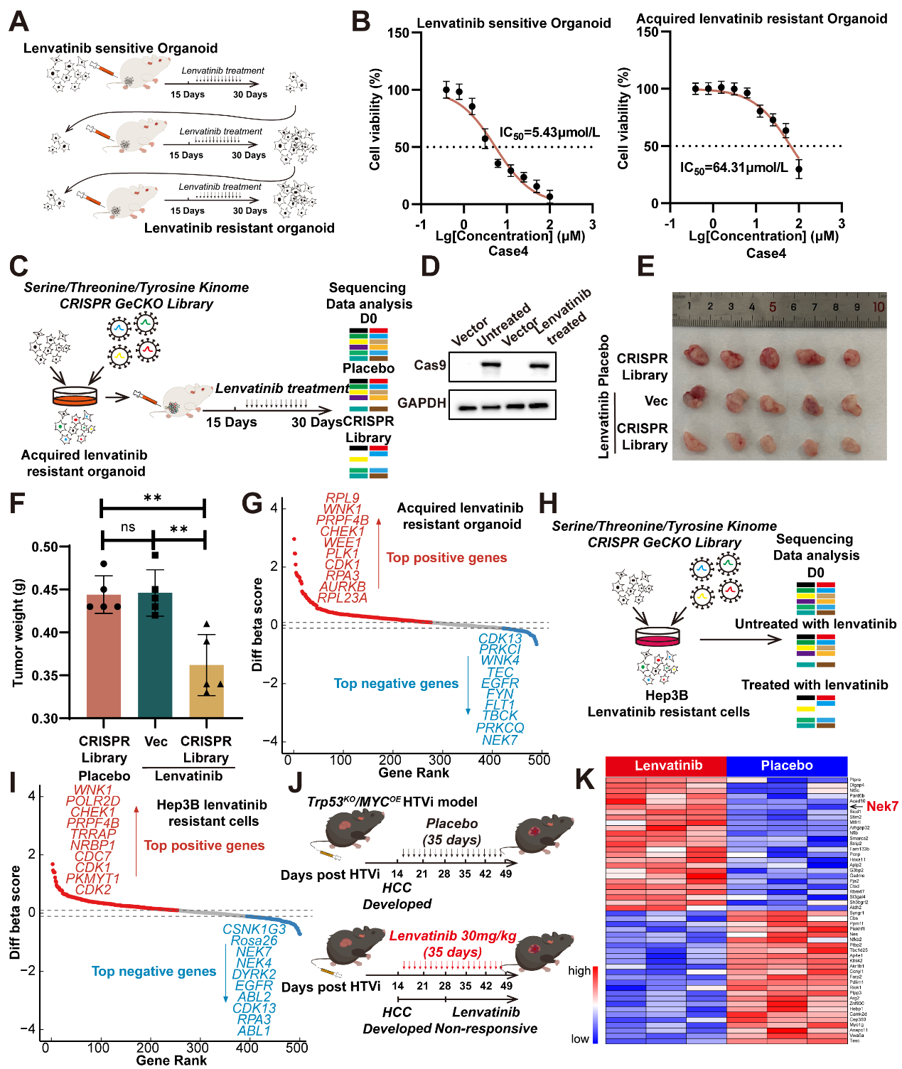 NEK7 phosphorylation of EGFR drives the mechanism of drug resistance in hepatocellular carcinoma