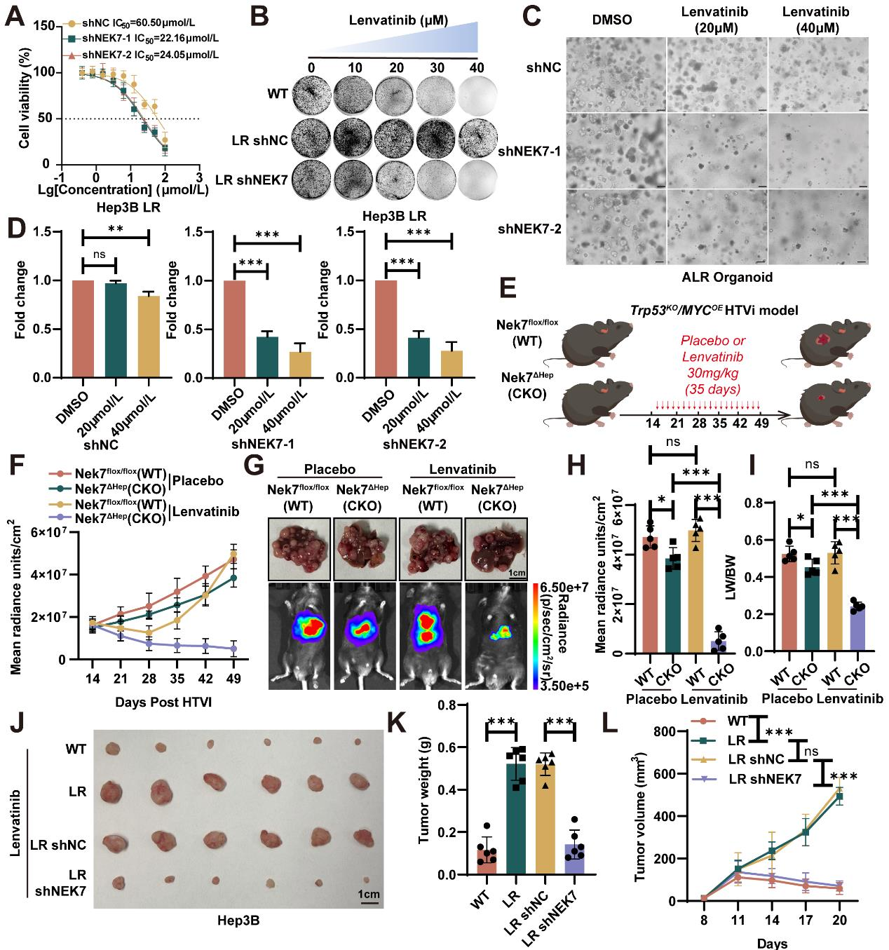 NEK7 phosphorylation of EGFR drives the mechanism of drug resistance in hepatocellular carcinoma