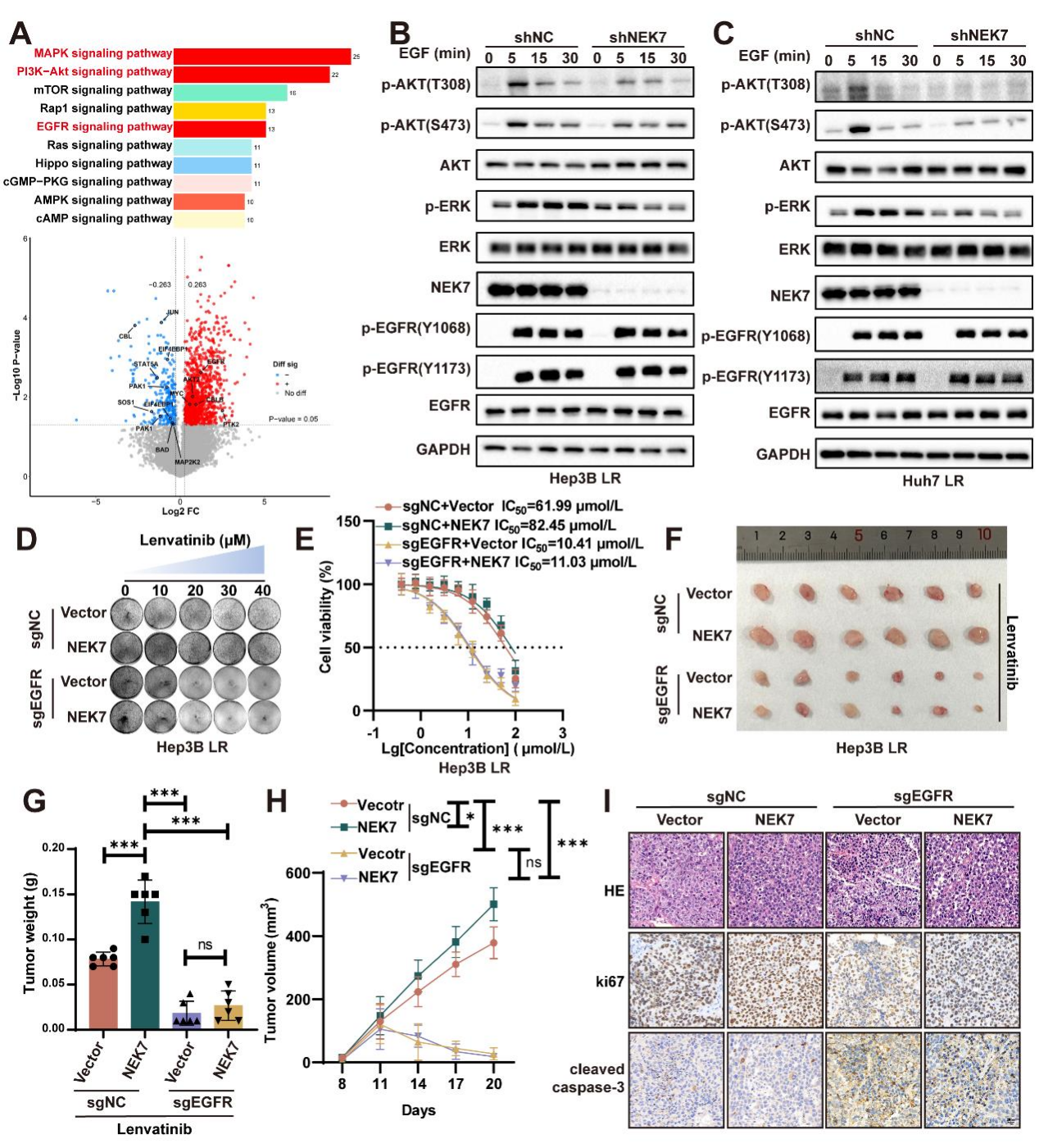 NEK7 phosphorylation of EGFR drives the mechanism of drug resistance in hepatocellular carcinoma
