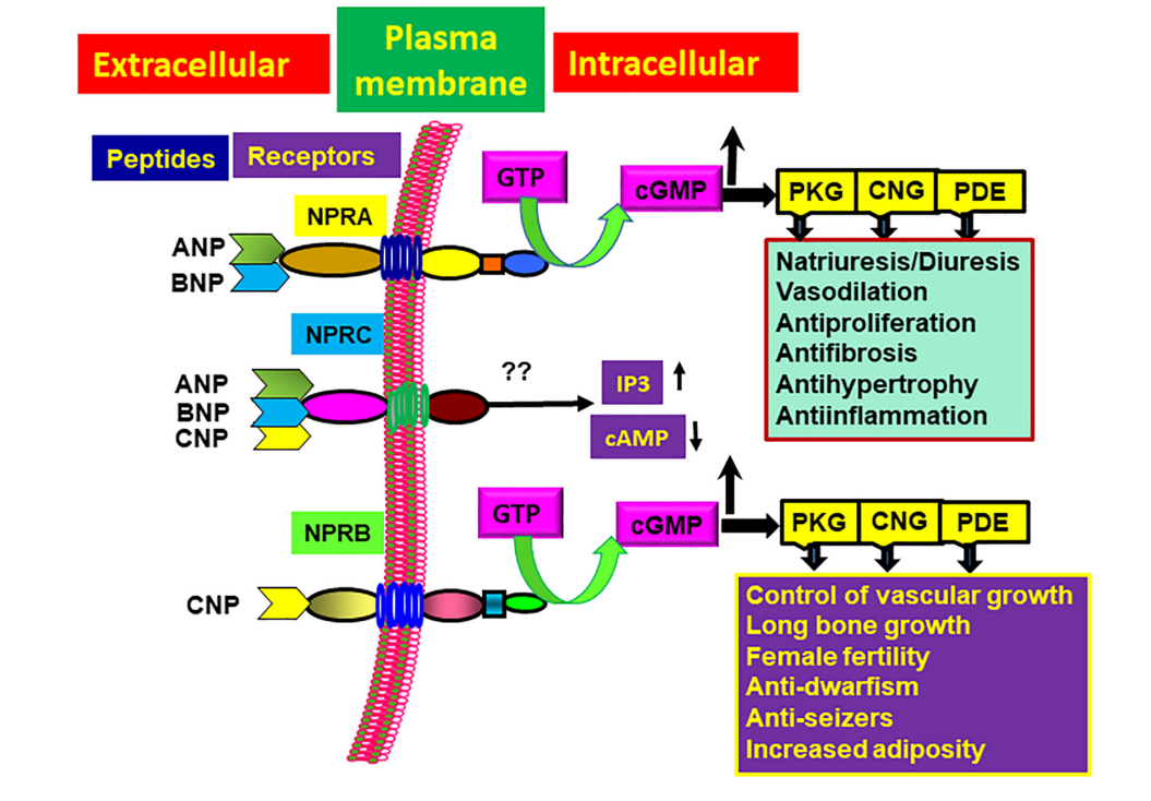 NPR1 is a therapeutic target for heart failure