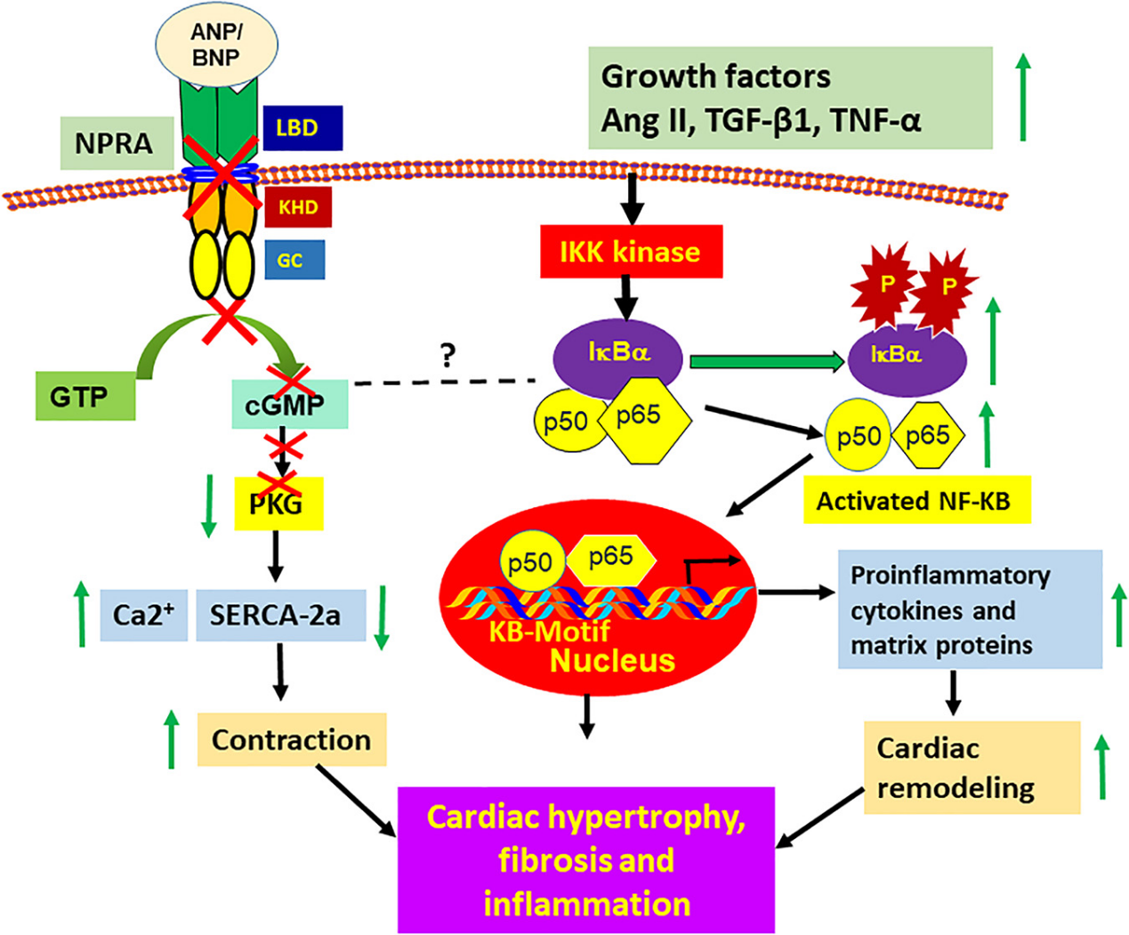 NPR1 is a therapeutic target for heart failure