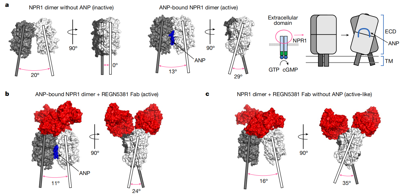 NPR1 is a therapeutic target for heart failure