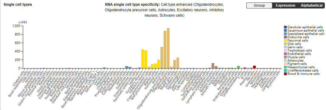 Natural killer cells typing marker CD56