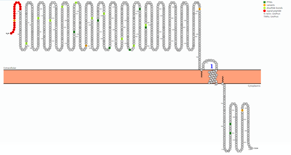 Natural killer cells typing marker CD56