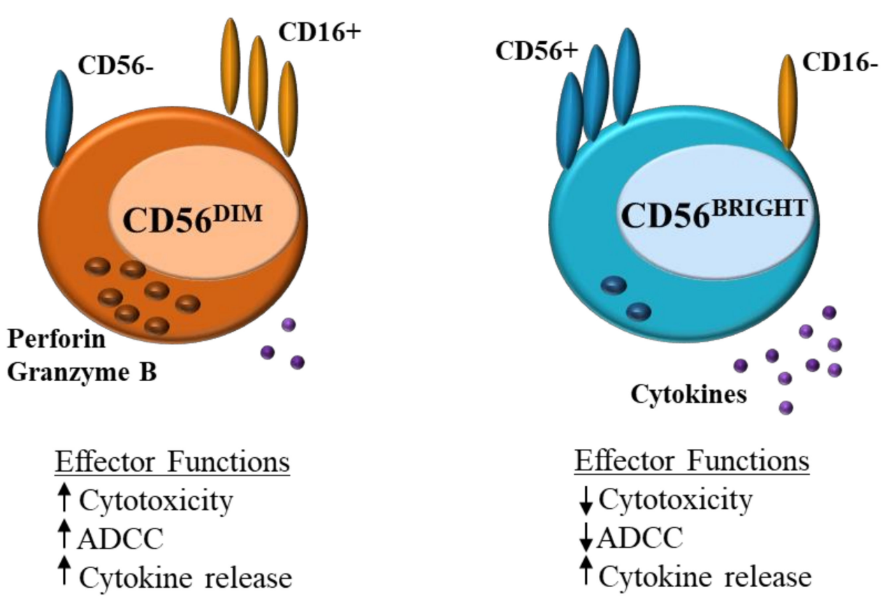 Natural killer cells typing marker CD56