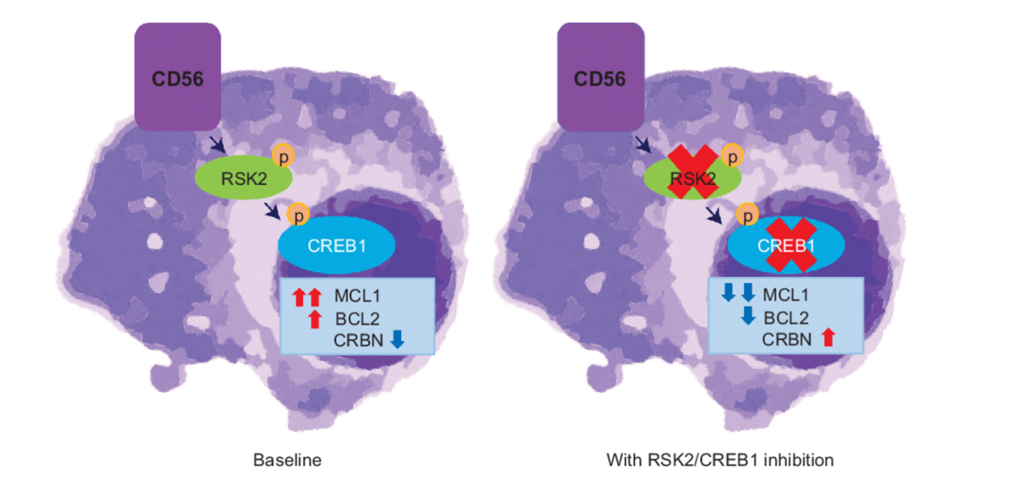 Natural killer cells typing marker CD56