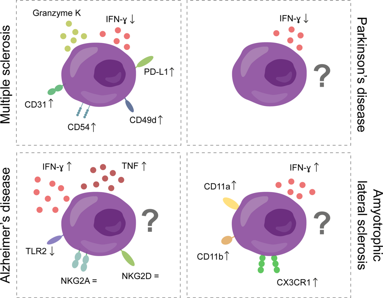 Natural killer cells typing marker CD56