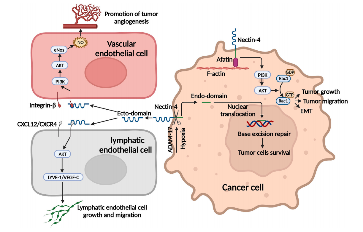 Nectin-4 is a novel target of the ADC circuit