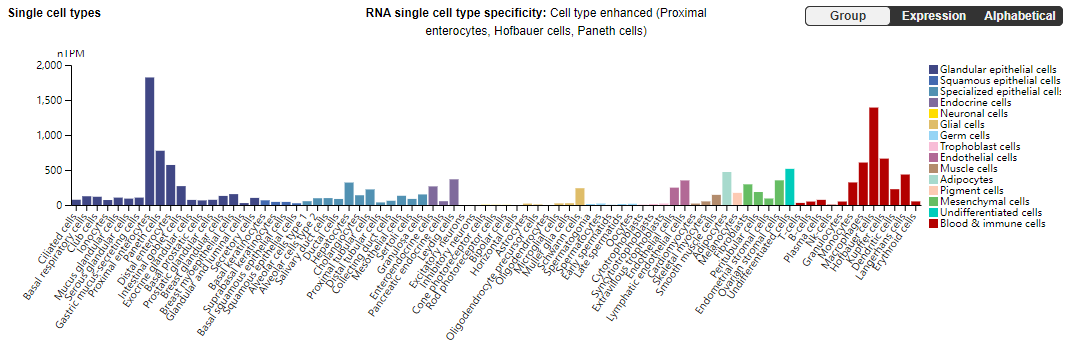 Neonatal Fc receptor FcRn