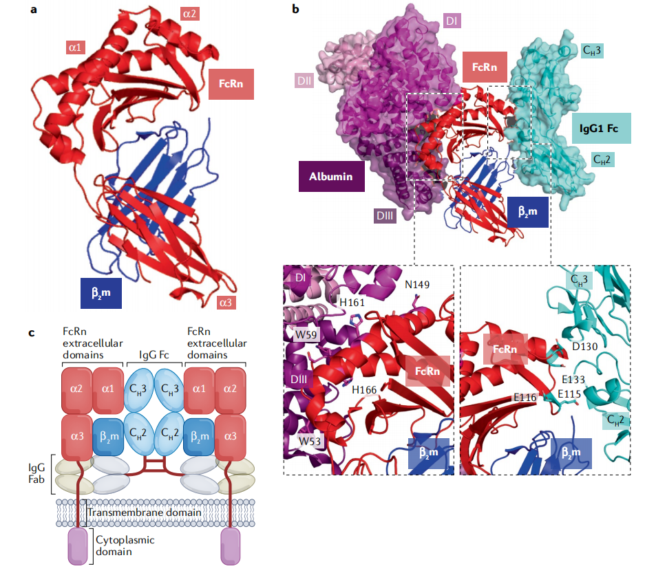 Neonatal Fc receptor FcRn