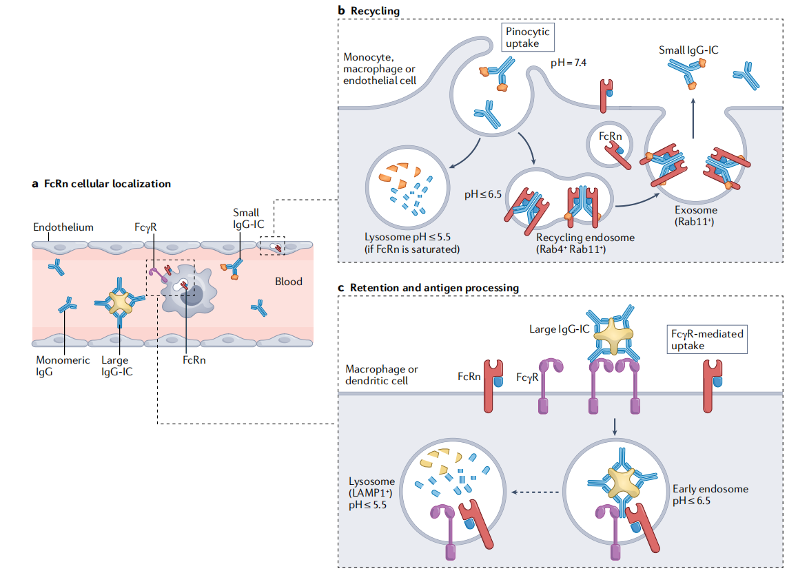 Neonatal Fc receptor FcRn