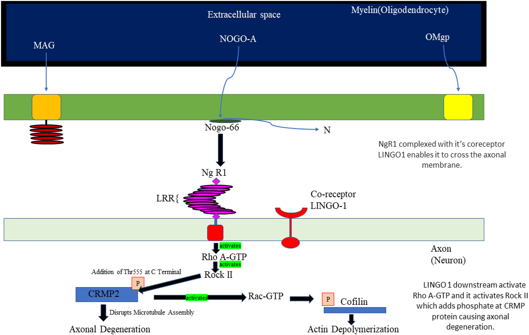 Nervous system regulatory factor LINGO1