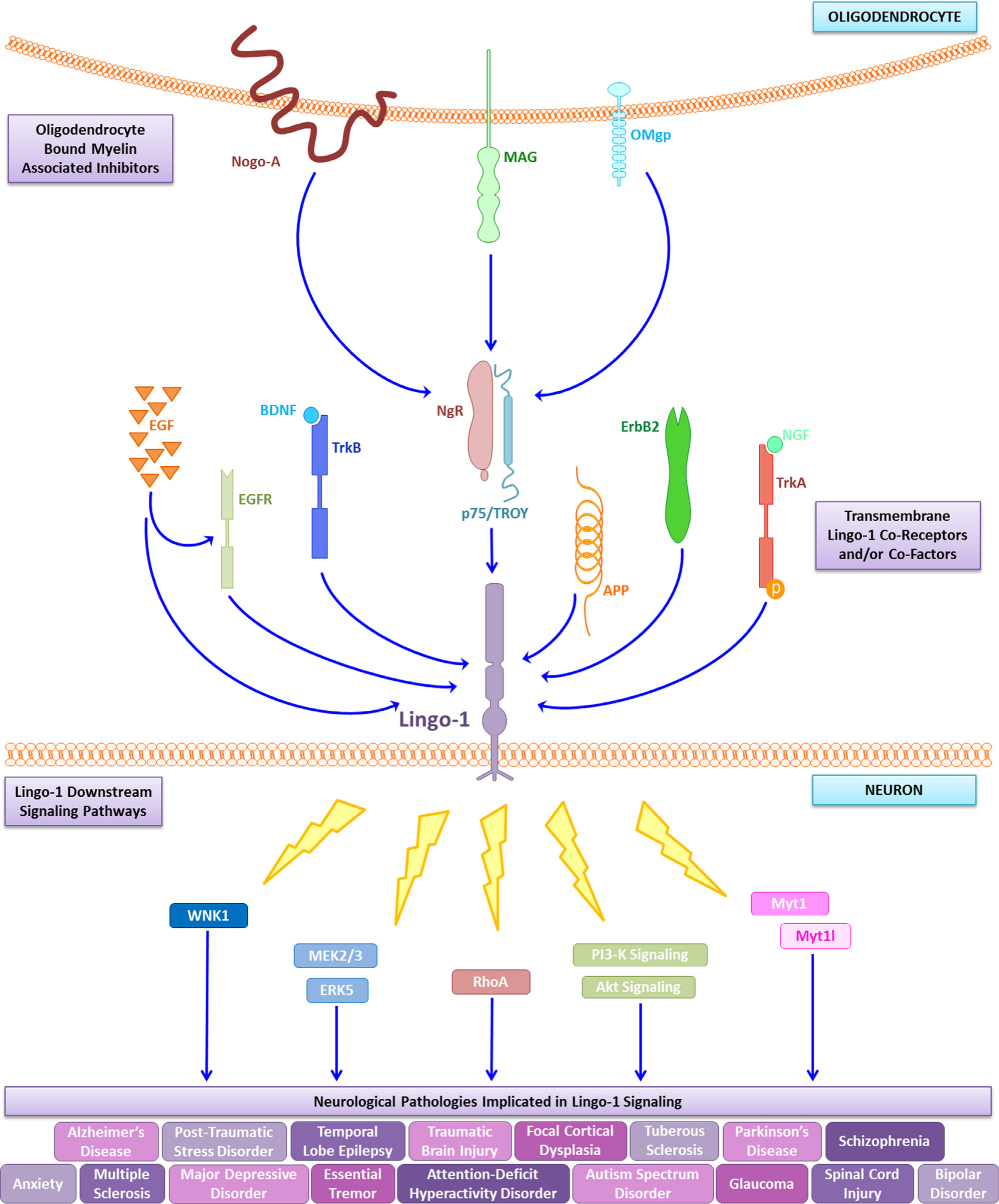 Nervous system regulatory factor LINGO1