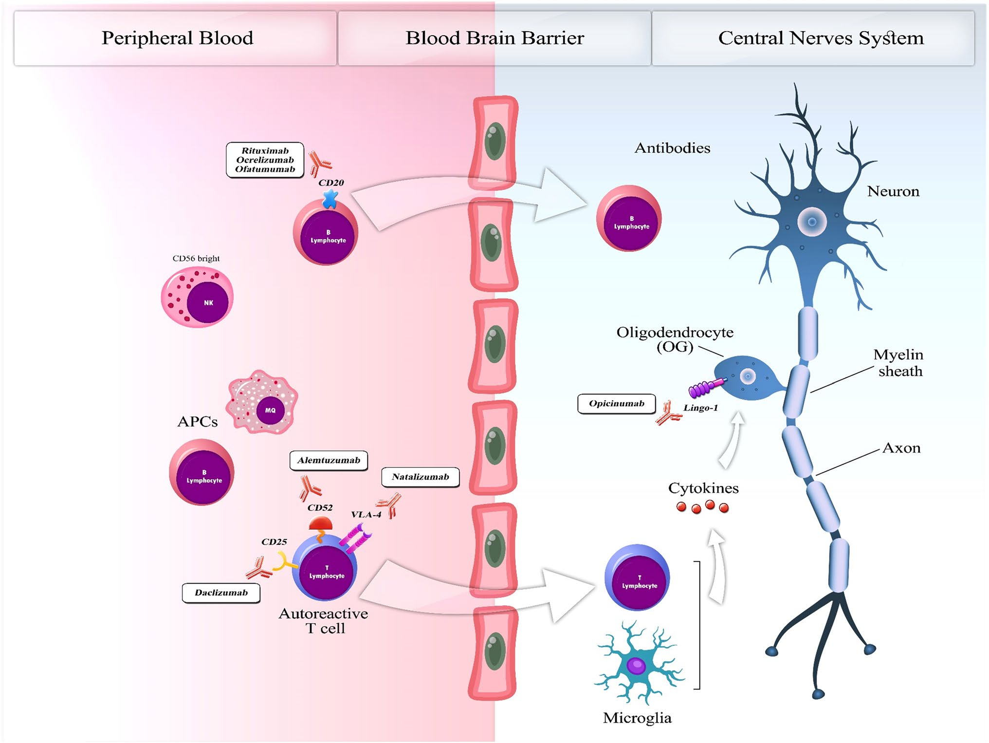 Nervous system regulatory factor LINGO1