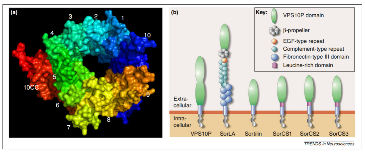 Neurotensin receptor SORT1
