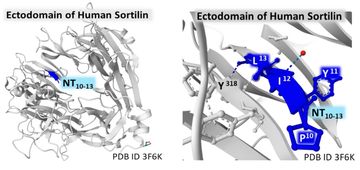 Neurotensin receptor SORT1