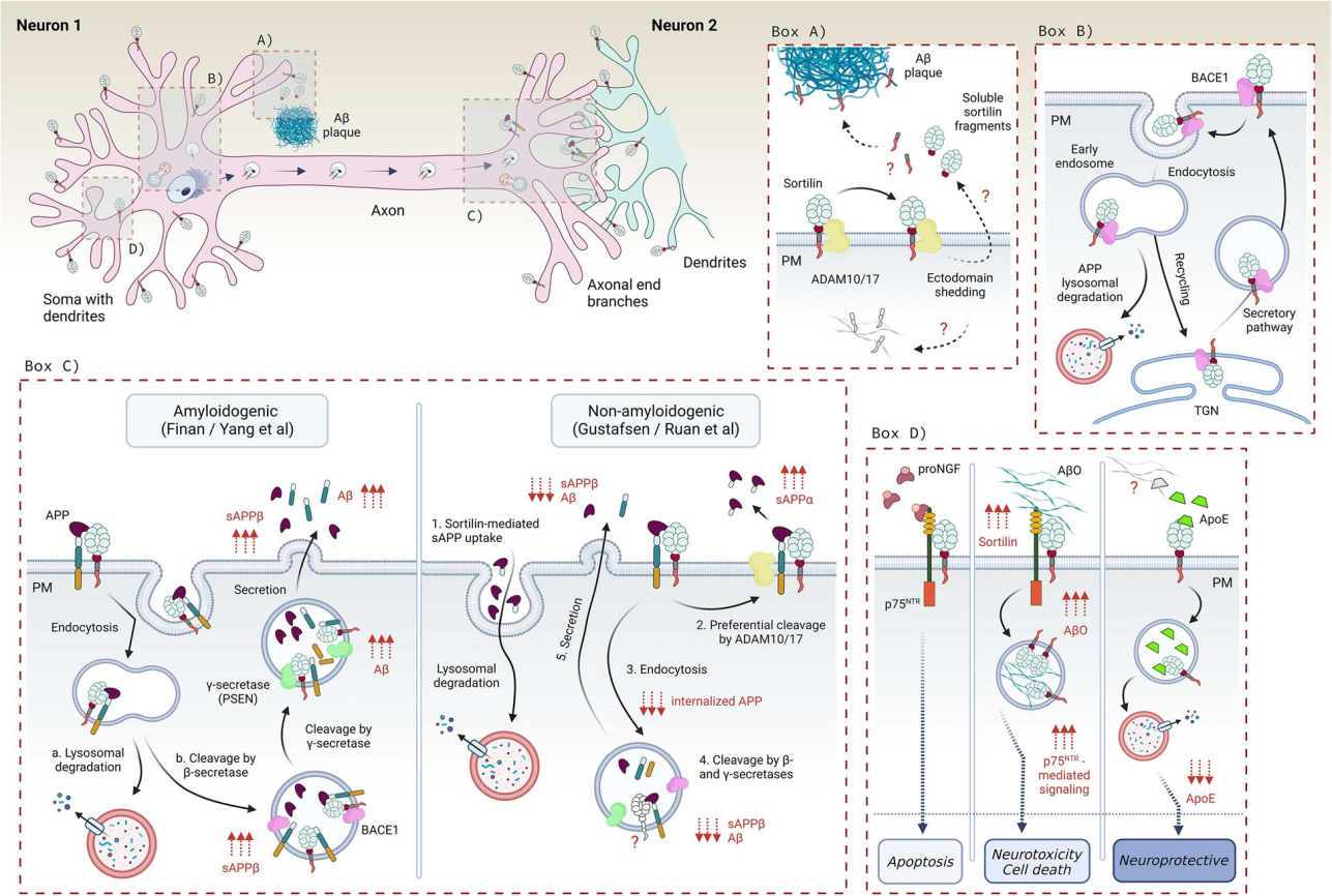 Neurotensin receptor SORT1
