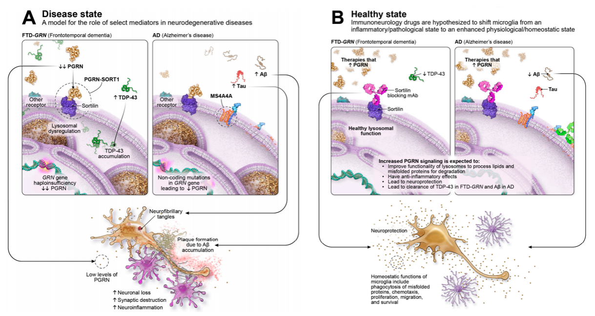 Neurotensin receptor SORT1