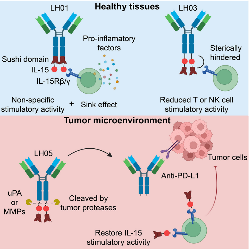 Next generation  anti-PD-L1 IL-15 immunocytokine elicits superior antitumor immunity in cold tumors with minimal toxicity